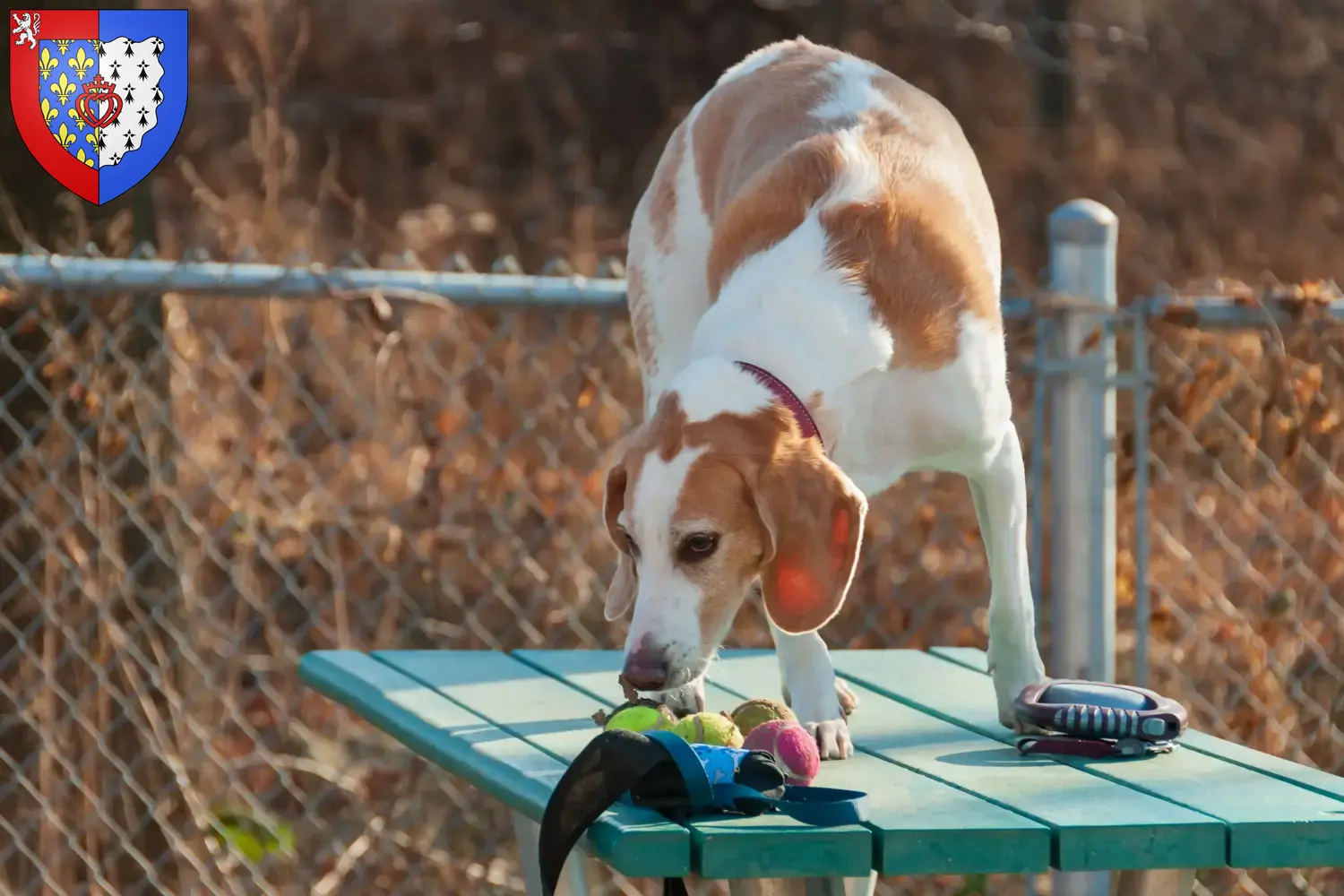 Read more about the article Beagle Harrier breeders and puppies in Pays de la Loire