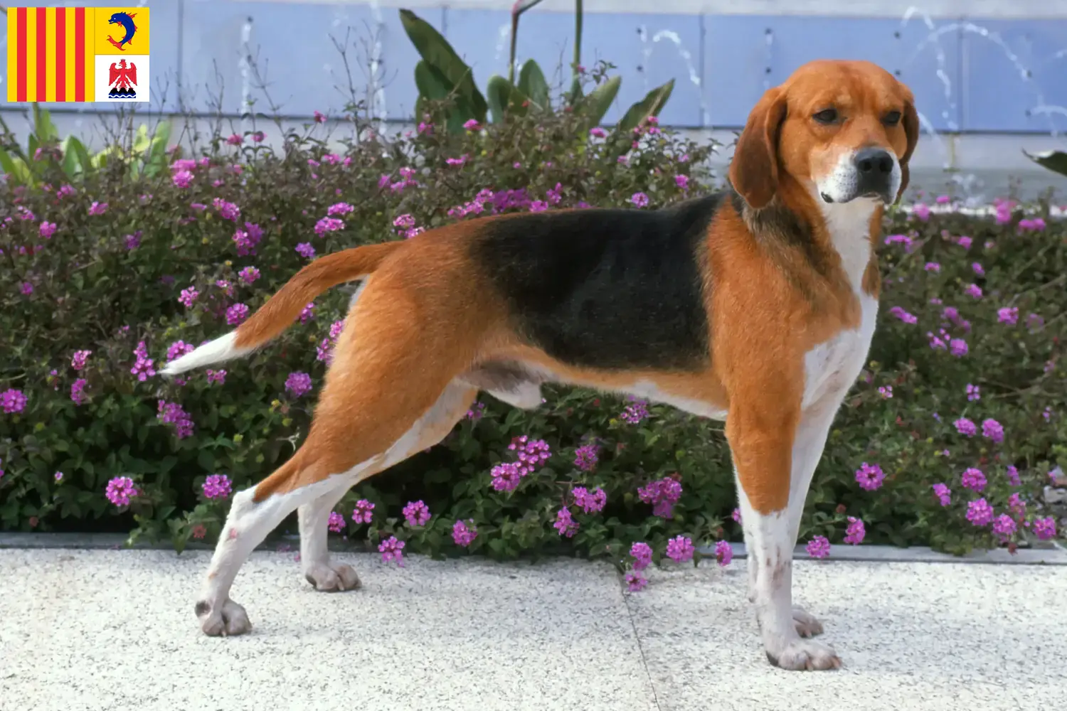 Read more about the article Beagle Harrier breeders and puppies in Provence-Alpes-Côte d’Azur