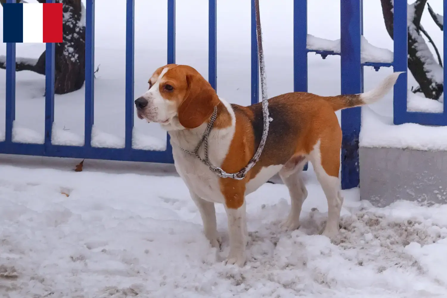 Read more about the article Beagle Harrier breeders and puppies on Réunion