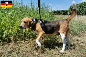 Read more about the article Beagle Harrier breeders and puppies in Saarland