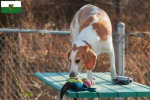 Read more about the article Beagle Harrier breeders and puppies in Saxony