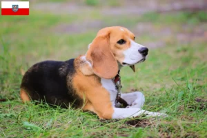 Read more about the article Beagle Harrier breeders and puppies in Thuringia