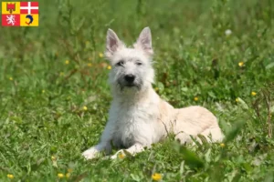 Read more about the article Bouvier des Ardennes breeders and puppies in Auvergne-Rhône-Alpes