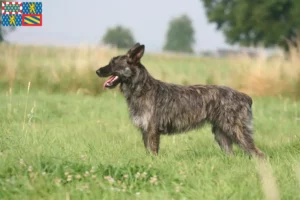 Read more about the article Bouvier des Ardennes breeders and puppies in Bourgogne-Franche-Comté