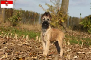 Read more about the article Bouvier des Ardennes breeders and puppies in Brandenburg