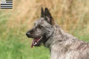 Read more about the article Bouvier des Ardennes breeders and puppies in Brittany