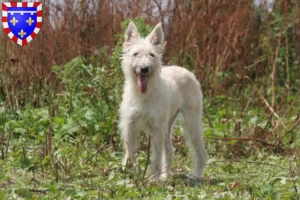 Read more about the article Bouvier des Ardennes breeders and puppies in Centre-Val de Loire