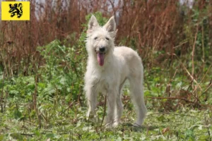 Read more about the article Bouvier des Ardennes breeders and puppies in Flanders