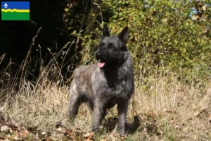 Read more about the article Bouvier des Ardennes breeders and puppies in Flevoland