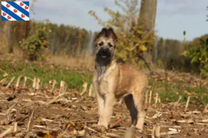 Read more about the article Bouvier des Ardennes breeders and puppies in Friesland