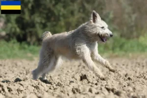 Read more about the article Bouvier des Ardennes breeders and puppies in Gelderland