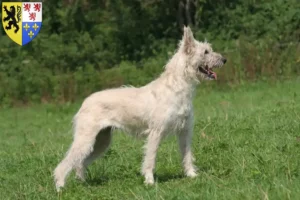 Read more about the article Bouvier des Ardennes breeders and puppies in Hauts-de-France