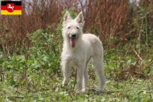 Read more about the article Bouvier des Ardennes breeders and puppies in Lower Saxony