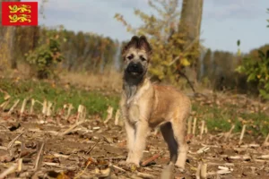 Read more about the article Bouvier des Ardennes breeders and puppies in Normandy