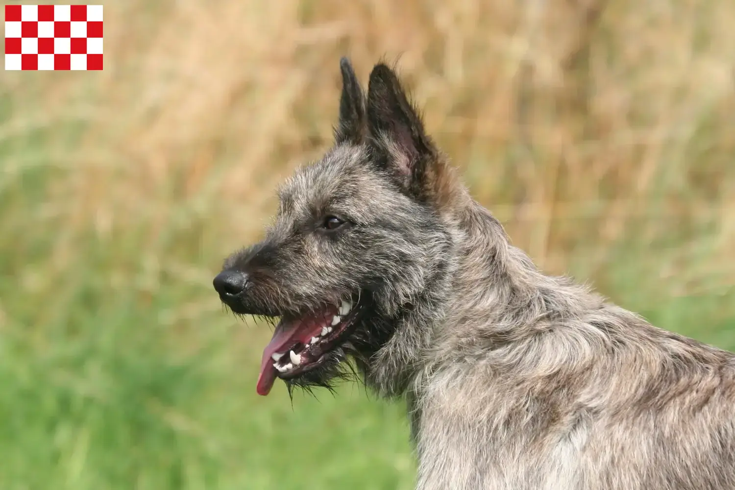 Read more about the article Bouvier des Ardennes breeders and puppies in North Brabant