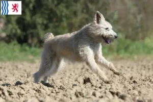 Read more about the article Bouvier des Ardennes breeders and puppies in Nouvelle-Aquitaine