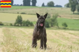 Read more about the article Bouvier des Ardennes breeders and puppies in Overijssel