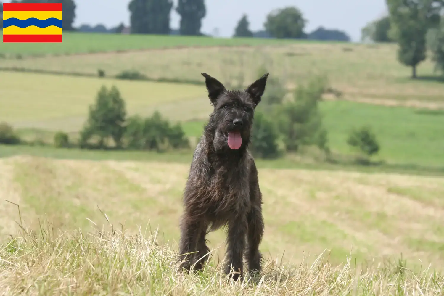 Read more about the article Bouvier des Ardennes breeders and puppies in Overijssel