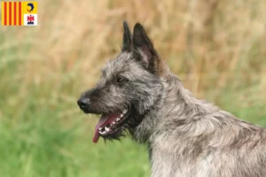 Read more about the article Bouvier des Ardennes breeders and puppies in Provence-Alpes-Côte d’Azur