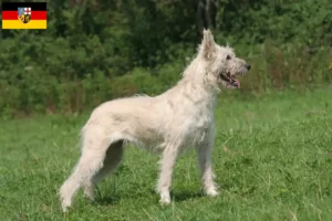 Read more about the article Bouvier des Ardennes breeders and puppies in Saarland