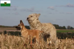 Read more about the article Bouvier des Ardennes breeders and puppies in Saxony