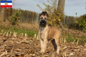 Read more about the article Bouvier des Ardennes breeders and puppies in Schleswig-Holstein