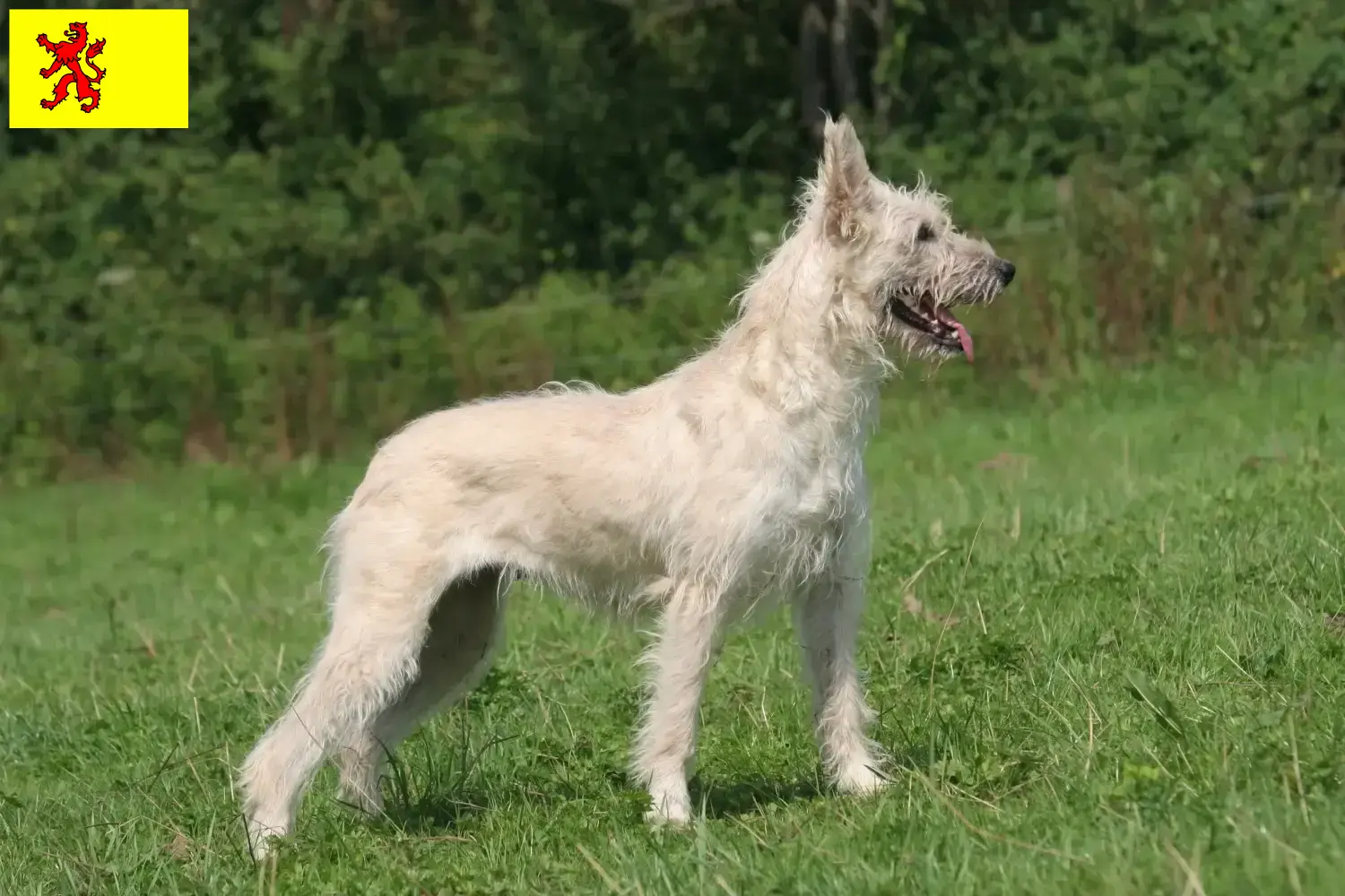 Read more about the article Bouvier des Ardennes breeders and puppies in South Holland