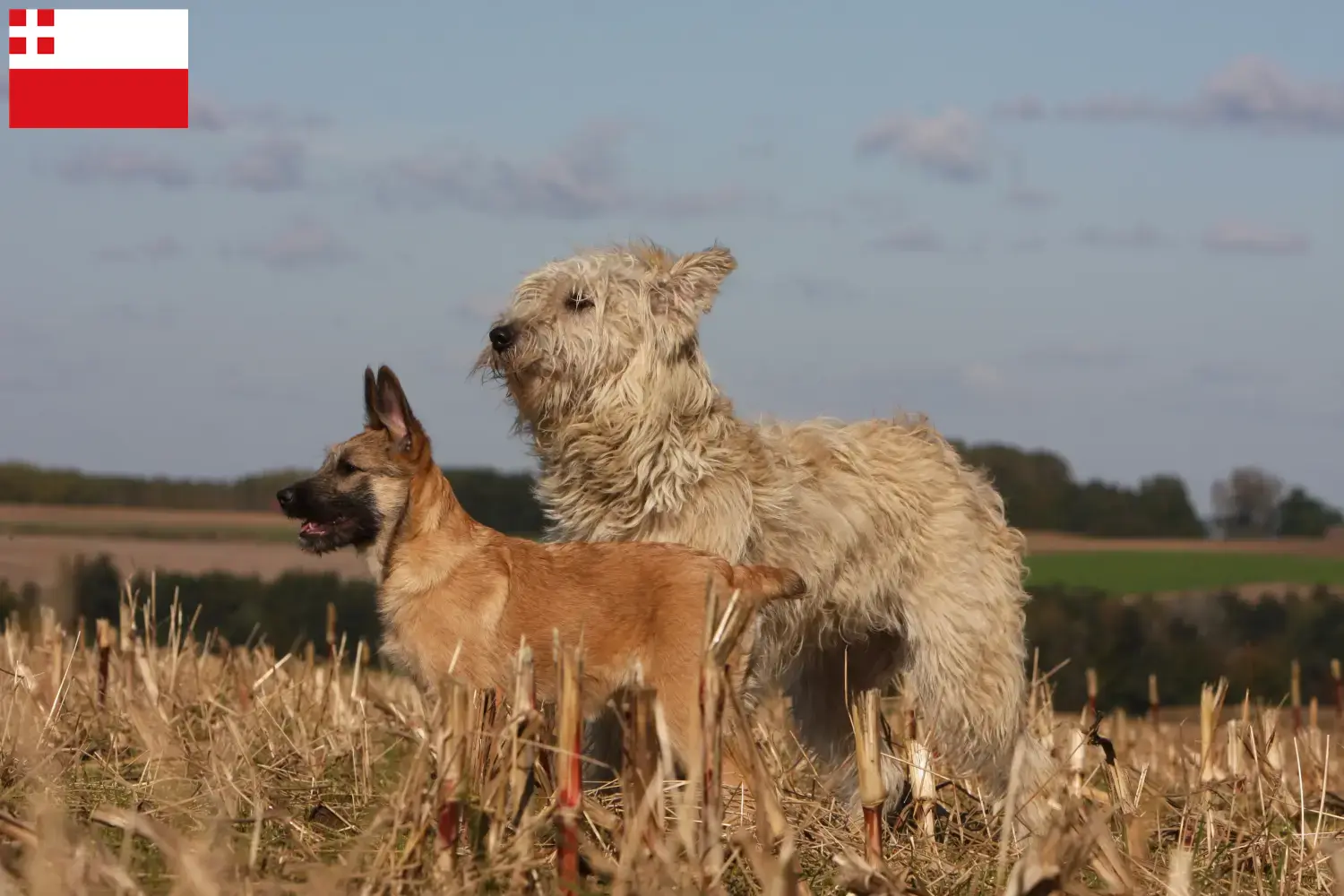 Read more about the article Bouvier des Ardennes breeders and puppies in Utrecht