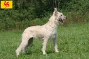 Read more about the article Bouvier des Ardennes breeders and puppies in Walloon Region