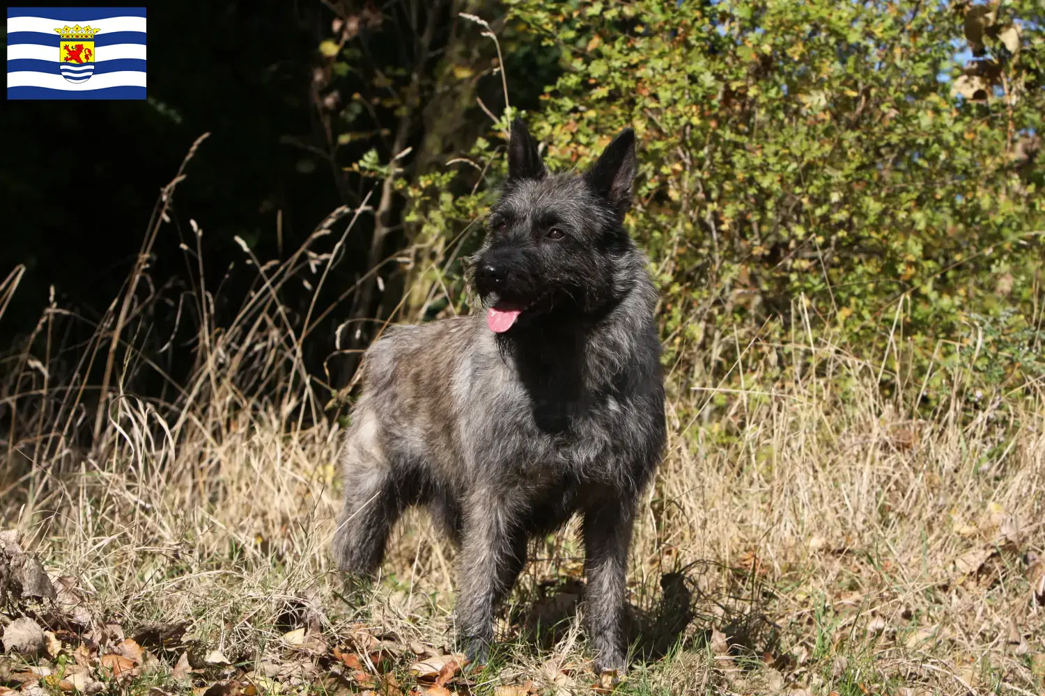 Read more about the article Bouvier des Ardennes breeders and puppies in Zeeland