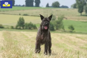 Read more about the article Bouvier des Ardennes breeders and puppies in Brussels-Capital Region