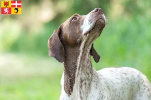 Read more about the article Braque français type Gascogne breeders and puppies in Auvergne-Rhône-Alpes