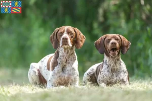 Read more about the article Braque français type Gascogne breeders and puppies in Bourgogne-Franche-Comté