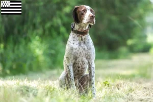 Read more about the article Braque français type Gascogne breeders and puppies in Brittany