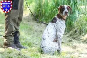 Read more about the article Braque français type Gascogne breeders and puppies in Centre-Val de Loire