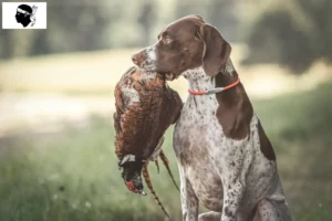 Read more about the article Braque français type Gascogne breeders and puppies in Corsica