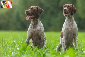 Read more about the article Braque français type Gascogne breeders and puppies in Grand Est