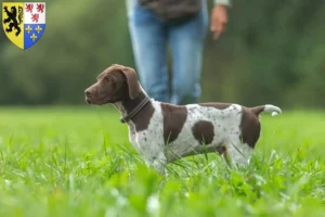 Read more about the article Braque français type Gascogne breeders and puppies in Hauts-de-France