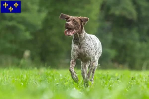 Read more about the article Braque français type Gascogne breeders and puppies in Île-de-France