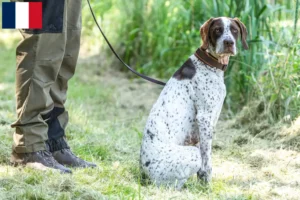 Read more about the article Braque français type Gascogne breeders and puppies in Martinique