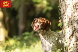 Read more about the article Braque français type Gascogne breeders and puppies in Normandy