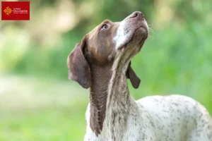 Read more about the article Braque français type Gascogne breeders and puppies in Occitania