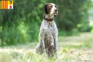 Read more about the article Braque français type Gascogne breeders and puppies in Provence-Alpes-Côte d’Azur