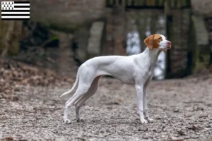 Read more about the article Braque Saint-Germain breeders and puppies in Brittany