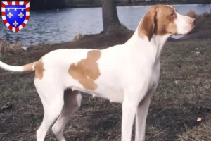 Read more about the article Braque Saint-Germain breeders and puppies in Centre-Val de Loire