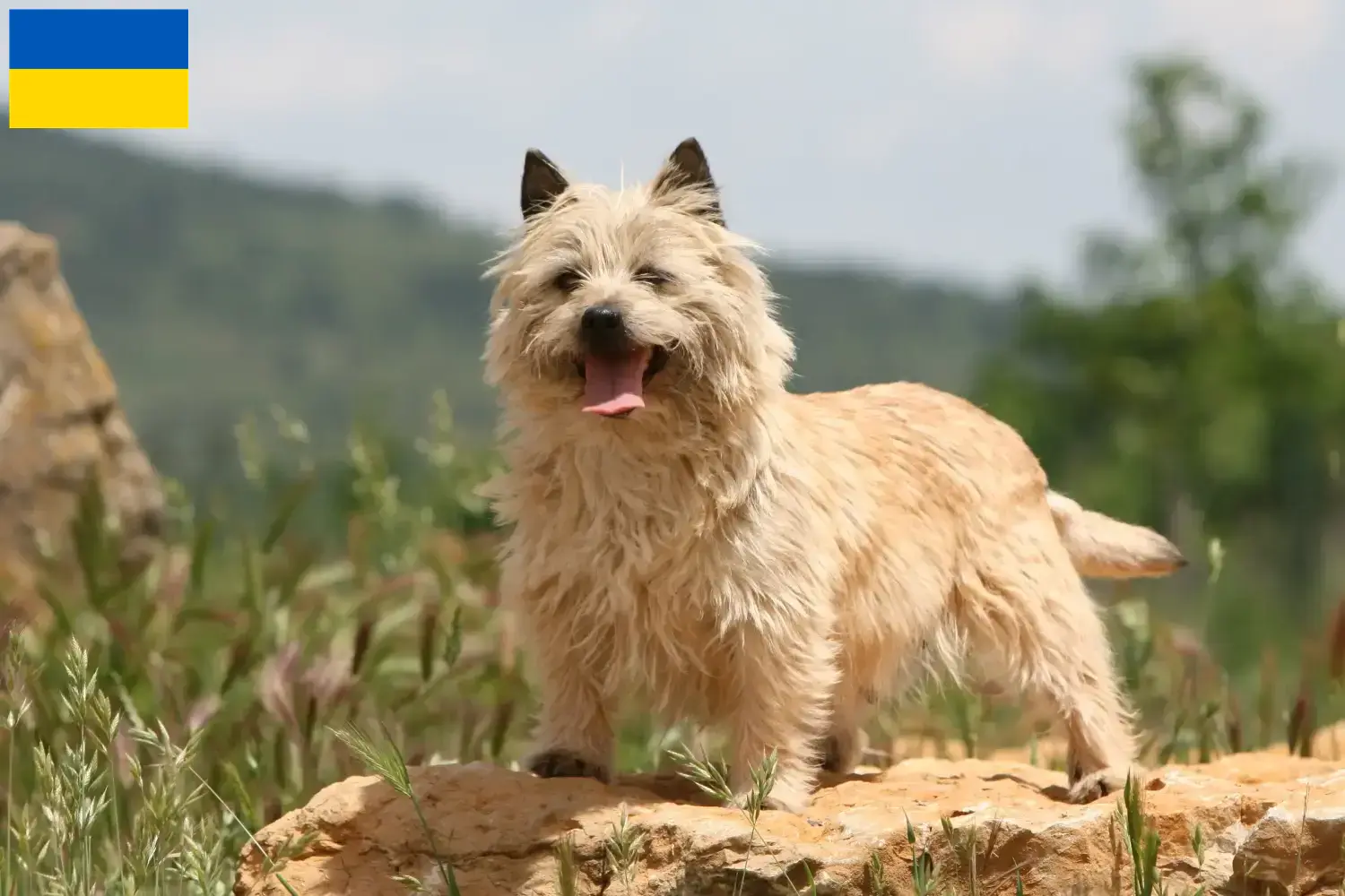 Read more about the article Cairn Terrier breeders and puppies in Ukraine