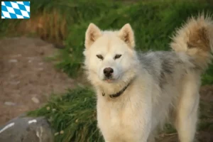 Read more about the article Canadian Eskimo Dog Breeder and Puppies in Bavaria