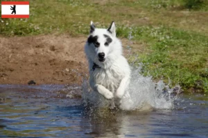 Read more about the article Canadian Eskimo Dog Breeder and Puppies in Berlin