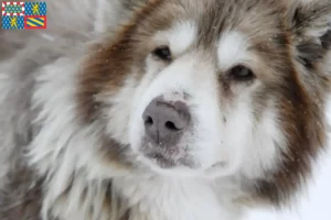 Read more about the article Canadian Eskimo Dog Breeder and Puppies in Bourgogne-Franche-Comté