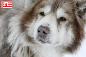 Read more about the article Canadian Eskimo Dog Breeder and Puppies in Bremen